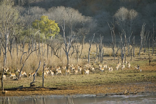 Herd of fleeing Axis deer or chitals (Axis axis) in the dry forest, Ranthambore National Park, Rajasthan, India
