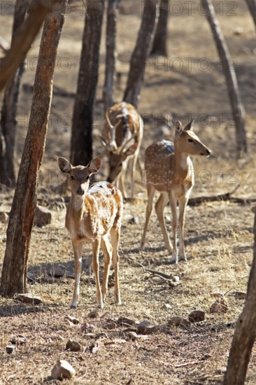 Axis deer or chitals (Axis axis) in the dry forest, Ranthambore National Park, Rajasthan, India