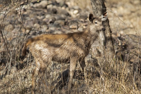 Sambar or sambar deer or horse deer (Cervus unicolor or Rusa unicolor) in the dry forest in Ranthambore National Park, Rajasthan, India