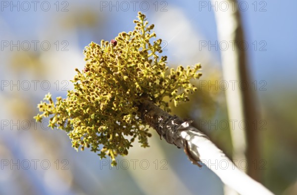 Flower of Garuga pinnata, balsam tree in Ranthambore National Park, Rajasthan, India