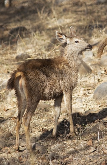 Sambar or sambar deer or horse deer (Cervus unicolor or Rusa unicolor) Juvenile in the dry forest in Ranthambore National Park, Rajasthan, India