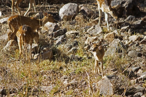 Axis deer or chital (Axis axis), young animal, in the dry forest, Ranthambore National Park, Rajasthan, India