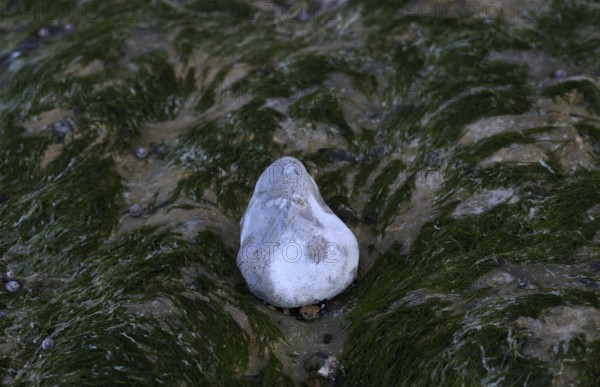 Algae, pebbles, pebbles, beach, Yport, Alabaster Coast, La Côte d'Albâtre, Normandy, Seine-Maritime, France