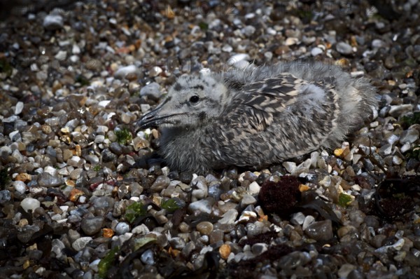 Herring Gull (Larus argentatus), juvenile, lying camouflaged on the beach between pebbles, pebbles, pebble beach, Yport, Alabaster Coast, La Côte d'Albâtre, Normandy, Seine-Maritime, France