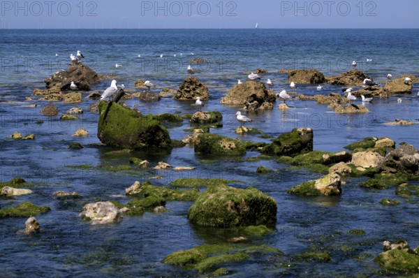Herring Gulls (Larus argentatus), on rocks, using freshwater spring in the sea, Yport, Alabaster Coast, La Côte d'Albâtre, Normandy, Seine-Maritime, France