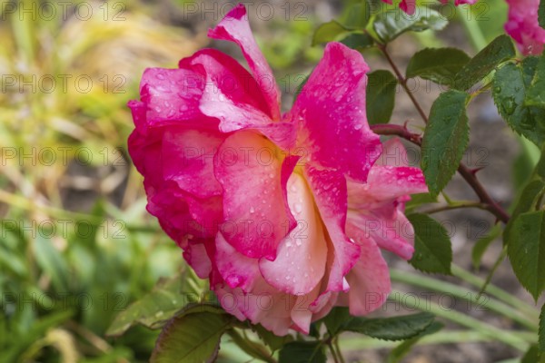 Red flower of the shrub rose with water droplets, single flower, North Rhine-Westphalia, Germany