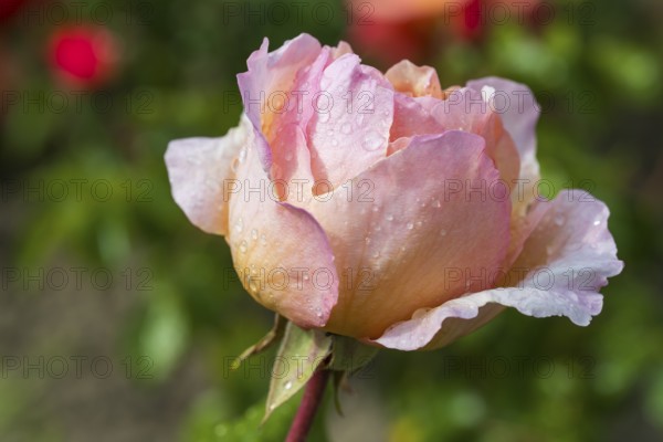 Pink shrub rose flower with water droplets, single flower, North Rhine-Westphalia, Germany
