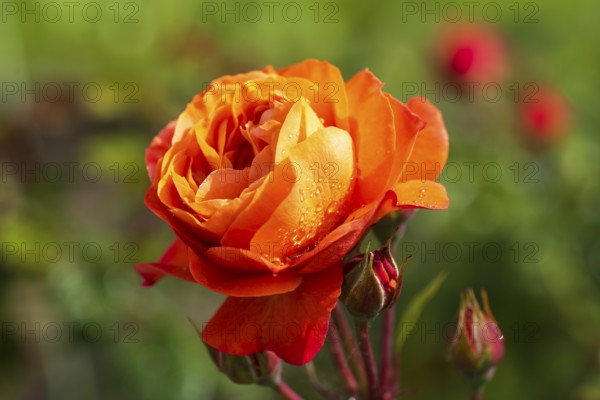 Red blossom of the shrub rose with water droplets and buds, North Rhine-Westphalia, Germany