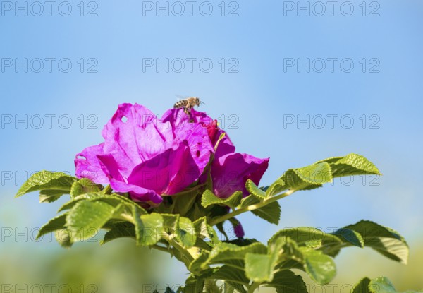 Western honey bee (Apis mellifera), also European honey bee, landing on pink blossom of a potato rose (Rosa rugosa), also apple rose, Japanese rose, Sylt rose or Kamchatka rose, under a clear blue sky on a sunny day, garden, pink, blossom, blooming, green leaves, Schleswig-Holstein, Germany