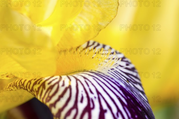 German iris (Iris × germanica), also known as knight's iris or true iris, yellow variegated form, close-up, close-up of the flower, yellow cathedral petals, purple and white patterned drooping leaf and yellow so-called flower beard, petal, petals, hybrid, fine details, garden in Allertal, Germany