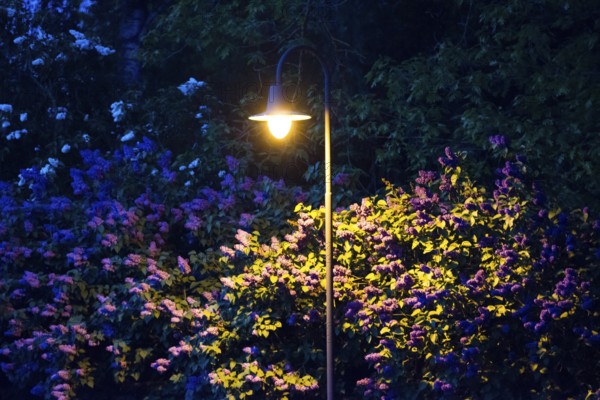 Street lamp illuminates flowering lilac bushes (Syringa vulgaris), garden lilac, lilac, purple, violet, white and lilac-coloured lilac blossoms and green leaves in the dark, romantic atmosphere, romance, soft mood, atmospheric, night shot with yellow glowing street lights, lighting, shimmering, Allertal, Lower Saxony, Germany