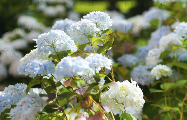 White garden hydrangea (Hydrangea macrophylla), also known as garden hydrangea, flowering hydrangea, white flowers and green leaves, hydrangea, hydrangea flowers, hydrangea blossom, hydrangea bush, hydrangea plant in sunlight, garden, sunny, summer, bright, sunshine, light, freshly bloomed, Mecklenburg Lake District, Mecklenburg-Vorpommern, Germany