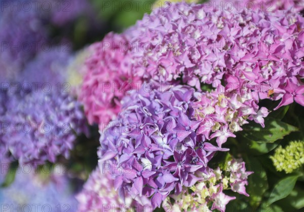 Pink and purple hydrangea flowers fill the picture, bright, lively, garden, summer garden, sunshine, garden hydrangea (Hydrangea macrophylla), also garden hydrangea or farmer's hydrangea, flowering hydrangea, flowers, hydrangea flower, hydrangea bush, hydrangea plant in sunlight, sunny, green leaves, summer, bright, light, Mecklenburg Lake District, Mecklenburg-Vorpommern, Germany