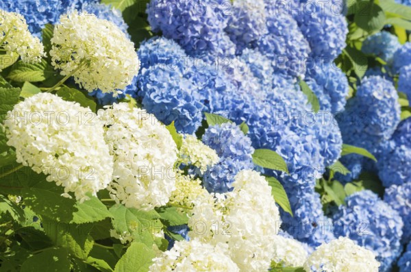 White and blue hydrangea flowers in a summer garden in the sunshine, garden hydrangea (Hydrangea macrophylla), also garden hydrangea or farm hydrangea, flowering hydrangea, flowers and green leaves, hydrangea flower, hydrangea bush, hydrangea plant in sunlight, garden, sunny, summer, bright, light, shining, freshly blossomed, Mecklenburg Lake District, Mecklenburg-Vorpommern, Germany