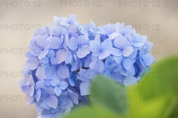 Delicate light blue flowering hydrangea in close-up with blurred, light background, green leaves, garden hydrangea (Hydrangea macrophylla), also garden hydrangea or farmer's hydrangea, hydrangea, hydrangea flowers, hydrangea blossom, hydrangea bush, hydrangea plant in a garden, summer, bright, soft light, freshly blossomed, Mecklenburg Lake District, Mecklenburg-Vorpommern, Germany