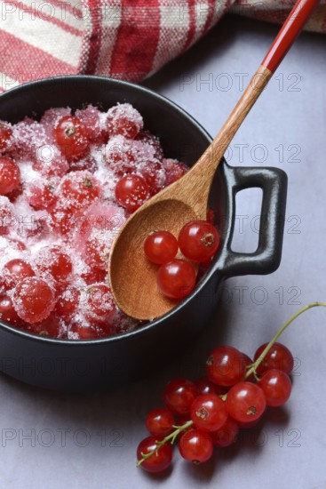 Redcurrants with sugar in pots, Ribes rubrum