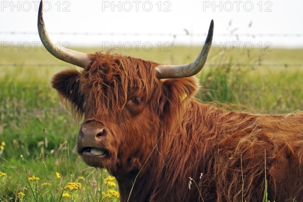 Scottish Highland cow with long horns and shaggy brown fur in a meadow, Orkney Islands, Scotland, Great Britain