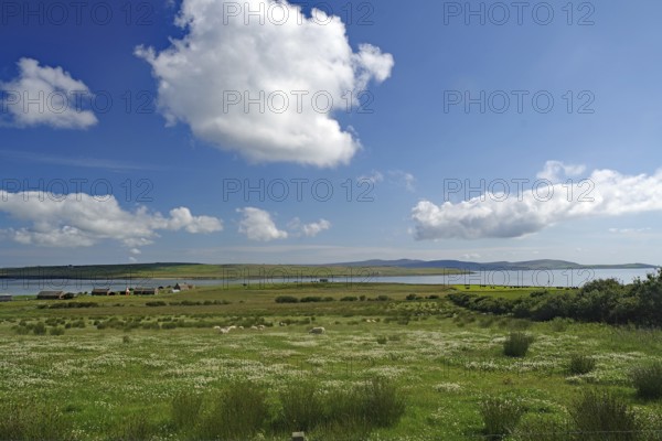 Vast summer landscape with grazing sheep and dramatic clouds in the blue sky, Orkney Islands, Scotland, Great Britain