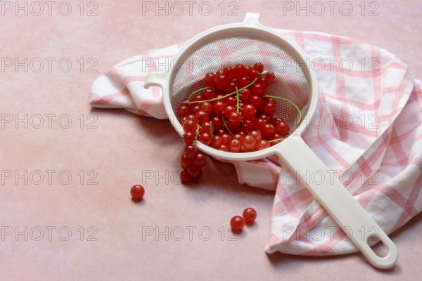 Redcurrants in kitchen sieve, Ribes rubrum