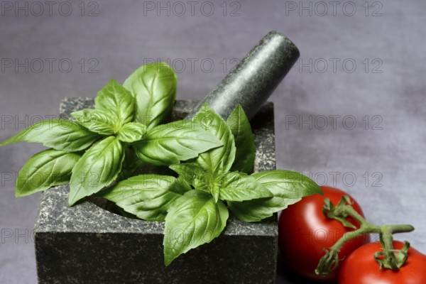Basil in mortar and tomato, Ocimum basilicum, Solanum lycopersicum