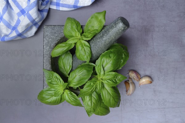 Basil in mortar, Ocimum basilicum