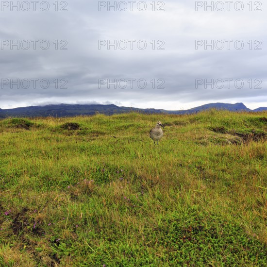 Whimbrel (Numenius phaeopus) in the breeding area, Snaefellsnes, West Iceland, Iceland