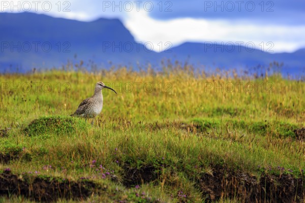 Whimbrel (Numenius phaeopus) in a wet meadow, Snaefellsnes, West Iceland, Iceland
