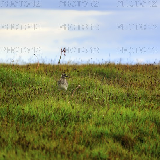 Whimbrel (Numenius phaeopus), young bird in the breeding area, Snaefellsnes, West Iceland, Iceland