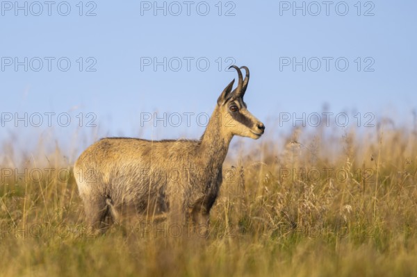 Chamois (Rupicapra rupicapra) on a meadow in the Vosges Mountains, wildlife, France