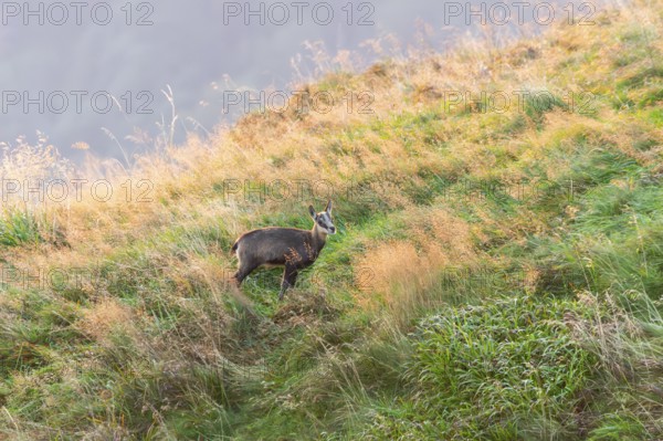 Chamois (Rupicapra rupicapra) youngster on a meadow in the Vosges Mountains, wildlife, France