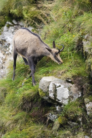 Chamois (Rupicapra rupicapra) on a mountain cliff in the Vosges Mountains, wildlife, France