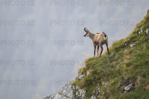 Chamois (Rupicapra rupicapra) on a mountain cliff in the Vosges Mountains, wildlife, France