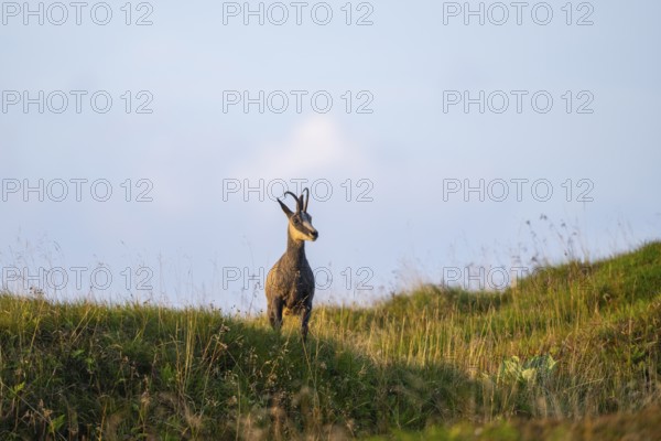 Chamois (Rupicapra rupicapra) on a meadow in the Vosges Mountains, wildlife, France