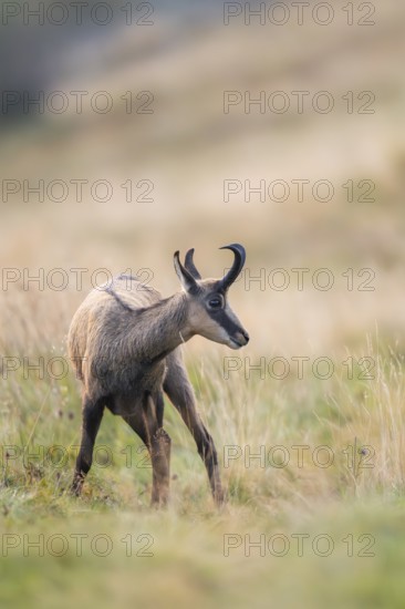 Chamois (Rupicapra rupicapra) on a meadow in the Vosges Mountains, wildlife, France