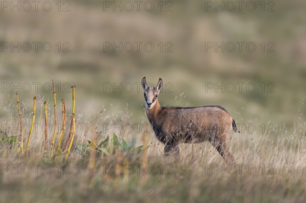 Chamois (Rupicapra rupicapra) youngster on a meadow in the Vosges Mountains, wildlife, France