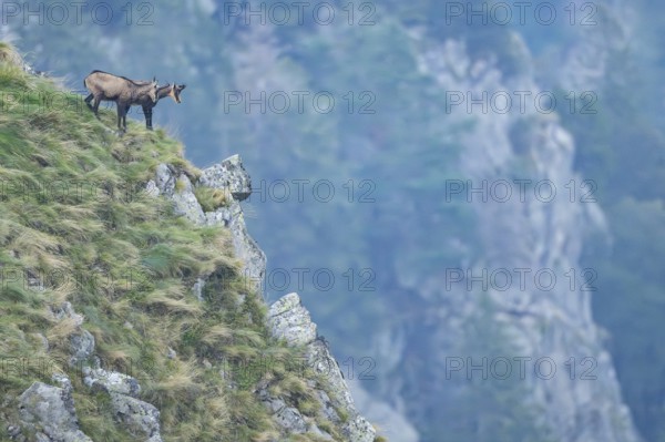 Chamois (Rupicapra rupicapra) on a mountain cliff in the Vosges Mountains, wildlife, France