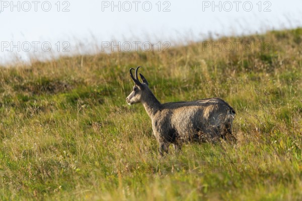 Chamois (Rupicapra rupicapra) on a meadow in the Vosges Mountains, wildlife, France