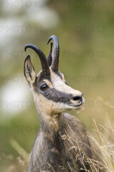 Portrait of a Chamois (Rupicapra rupicapra) on a meadow in the Vosges Mountains, wildlife, France