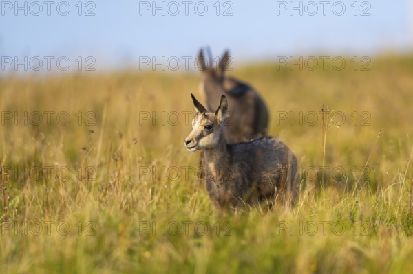 Chamois (Rupicapra rupicapra) youngster on a meadow in the Vosges Mountains, wildlife, France