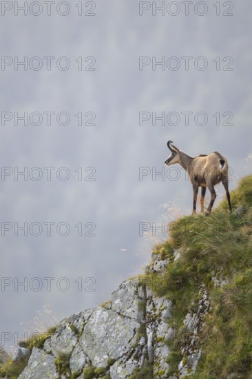 Chamois (Rupicapra rupicapra) on a mountain cliff in the Vosges Mountains, wildlife, France