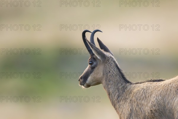 Portrait of a Chamois (Rupicapra rupicapra) on a meadow in the Vosges Mountains, wildlife, France