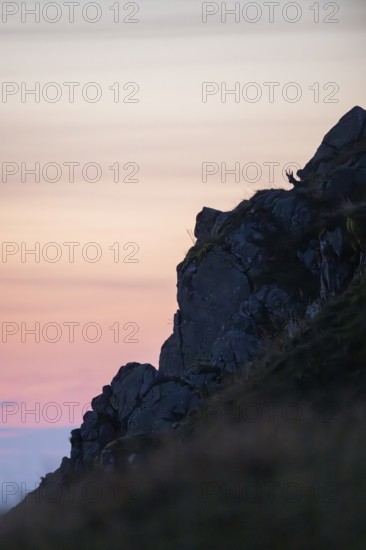 Chamois (Rupicapra rupicapra) on a mountain cliff at sunrise in the Vosges Mountains, wildlife, France