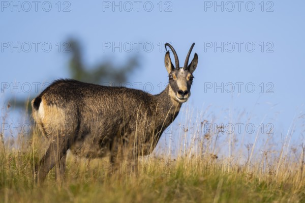 Chamois (Rupicapra rupicapra) on a meadow in the Vosges Mountains, wildlife, France