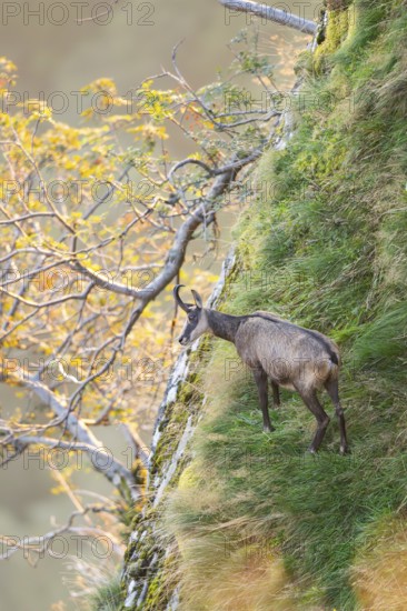 Chamois (Rupicapra rupicapra) on a mountain cliff in the Vosges Mountains, wildlife, France