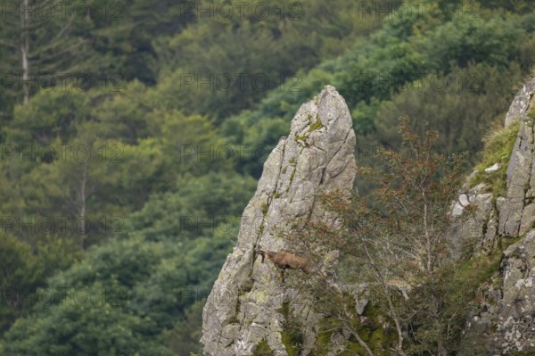 Chamois (Rupicapra rupicapra) on a mountain cliff in the Vosges Mountains, wildlife, France