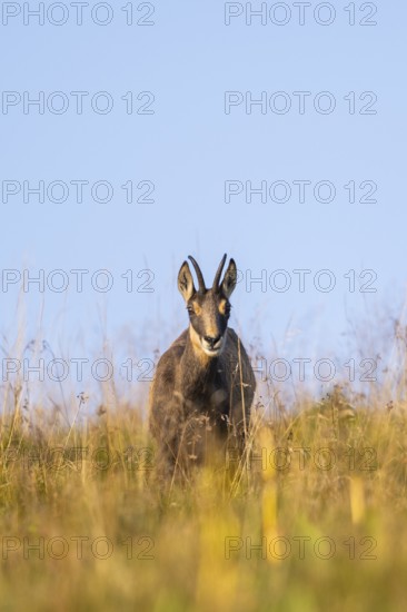 Chamois (Rupicapra rupicapra) on a meadow in the Vosges Mountains, wildlife, France