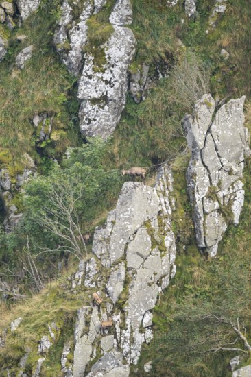 Chamois (Rupicapra rupicapra) on a mountain cliff in the Vosges Mountains, wildlife, France