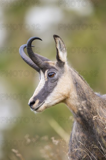 Portrait of a Chamois (Rupicapra rupicapra) on a meadow in the Vosges Mountains, wildlife, France