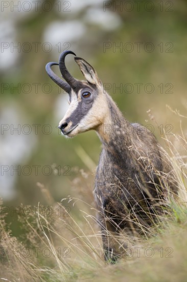 Chamois (Rupicapra rupicapra) on a meadow in the Vosges Mountains, wildlife, France