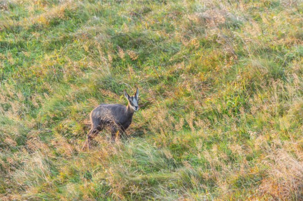 Chamois (Rupicapra rupicapra) youngster on a meadow in the Vosges Mountains, wildlife, France